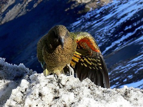 A picture of a Kea bird in the snowy mountains.