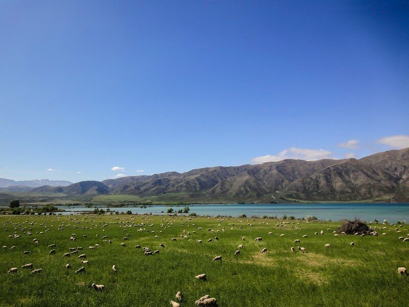 Picture of hundreds of sheeps on New Zealand
