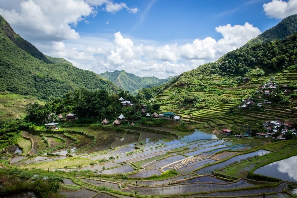 Rice fields in The Philippines