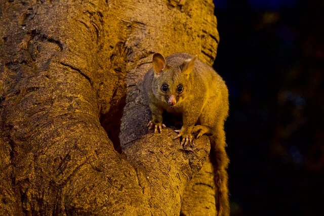 A picture of a Possum at night time.
